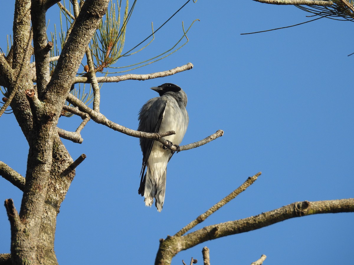 Black-faced Cuckooshrike - ML646606815
