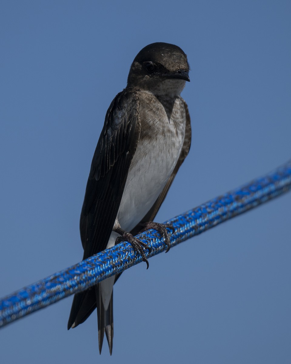 Hirondelle chalybée - ML646606818