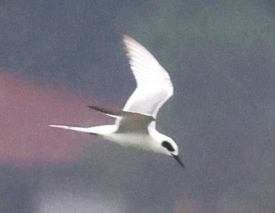 Forster's Tern - ML646606820