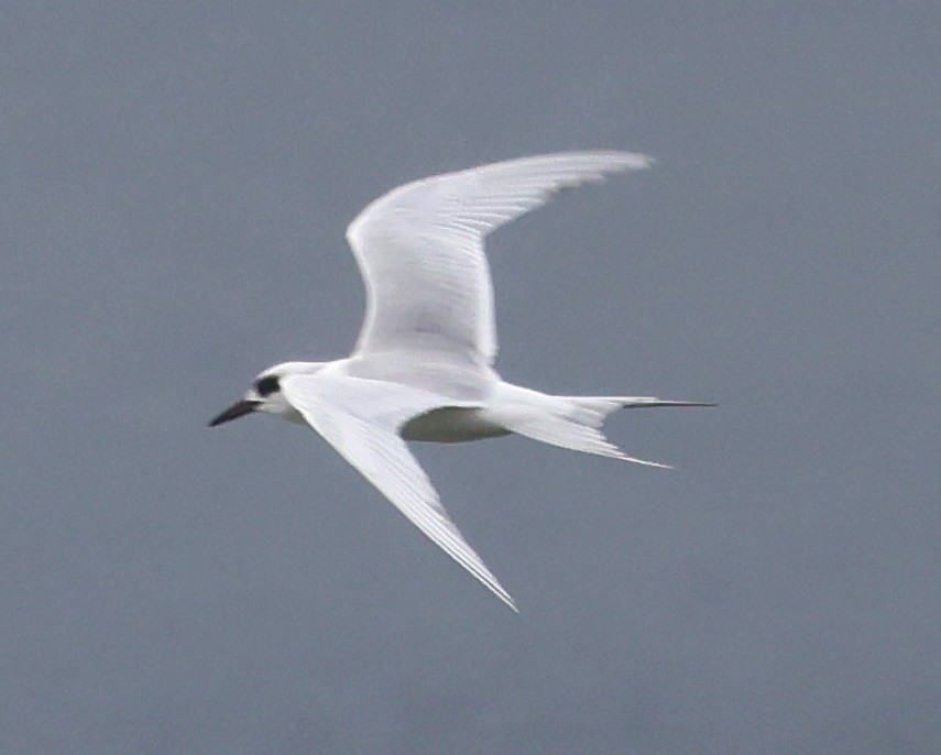 Forster's Tern - ML646606821