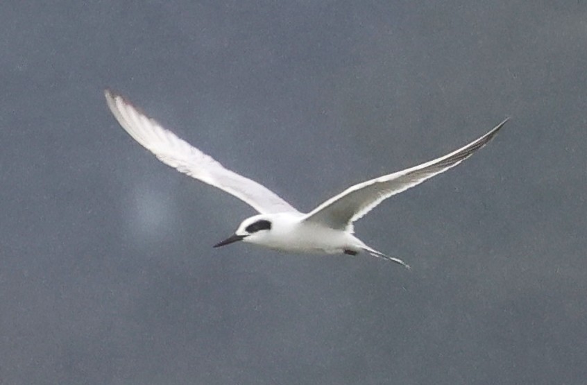 Forster's Tern - ML646606822