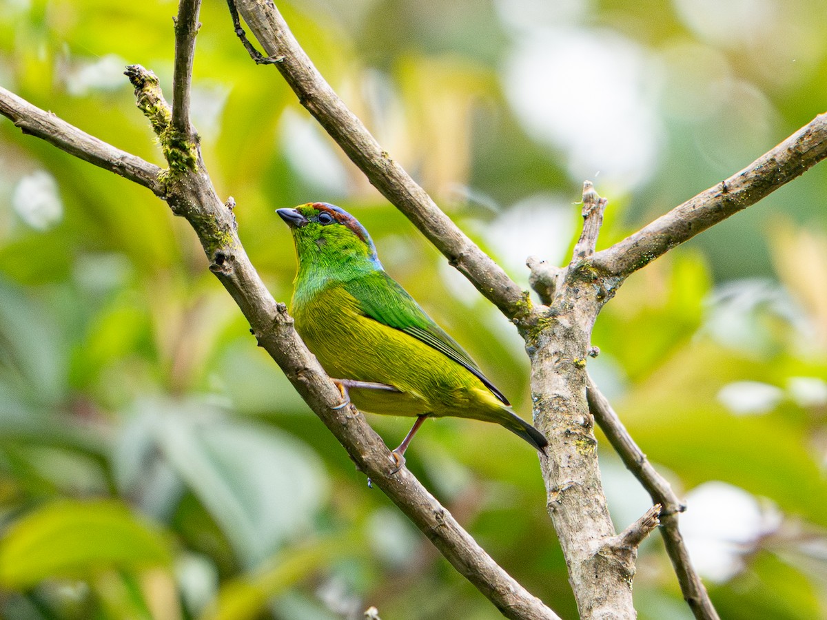 Schwarzbrauenorganist - ML646606824