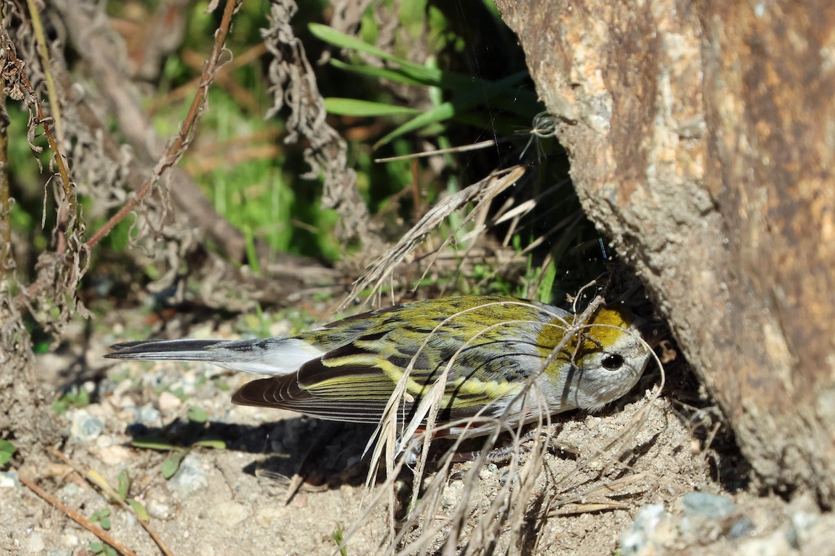 lesňáček rezavoboký - ML646606825