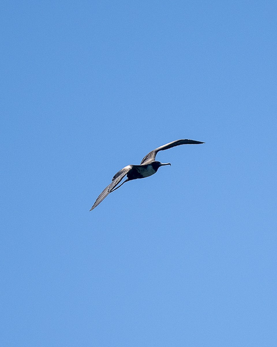 Frégate superbe - ML646606826