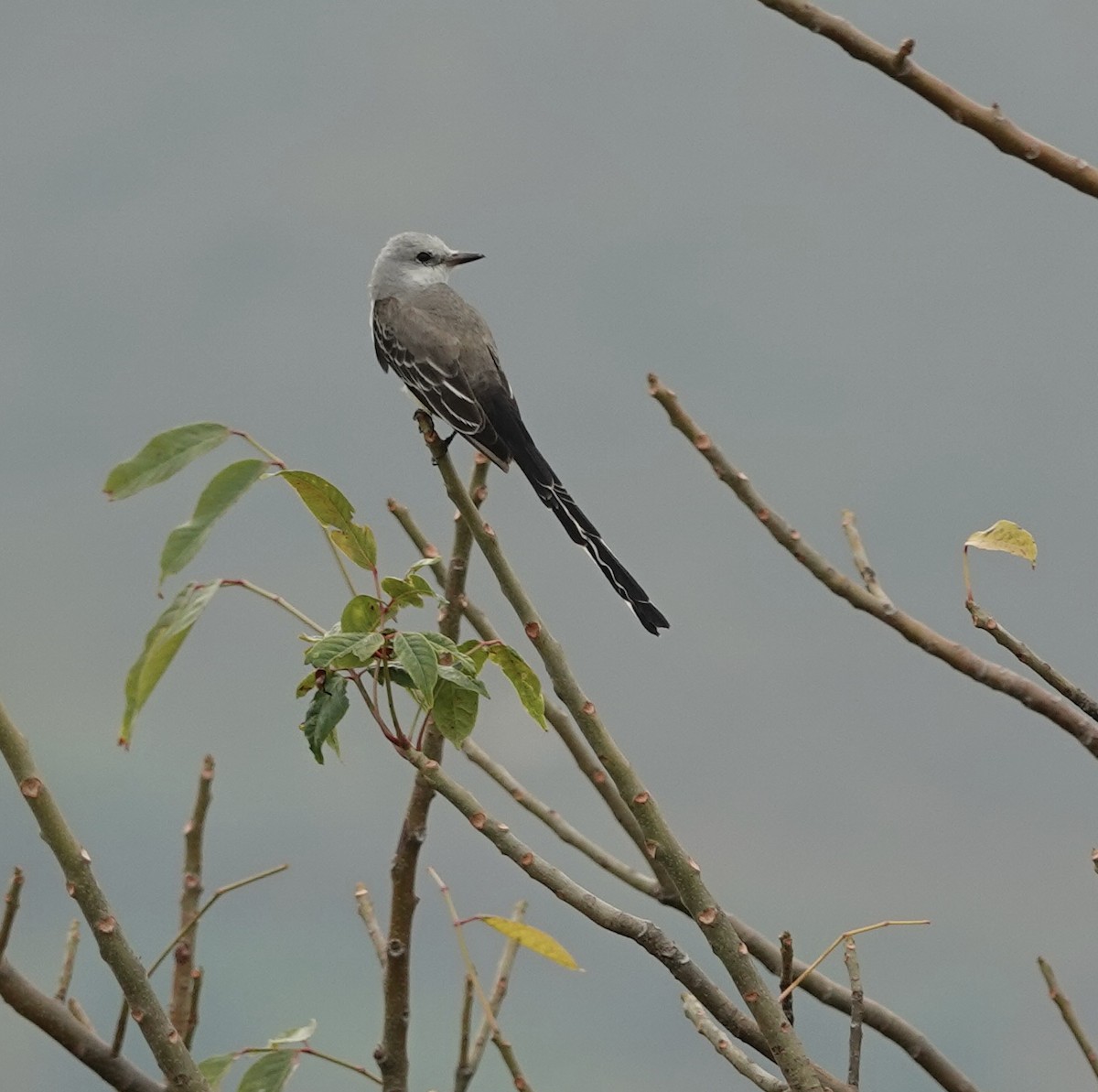 Тиран мексиканський - ML646606830