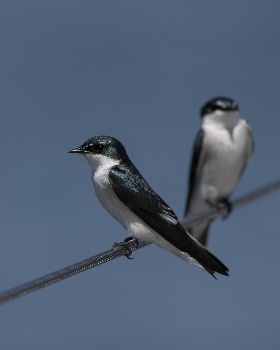 Hirondelle des mangroves - ML646606832