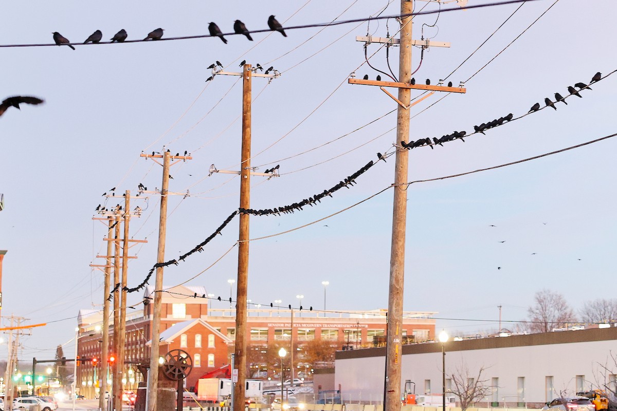 Balıkçı Karga - ML646606833