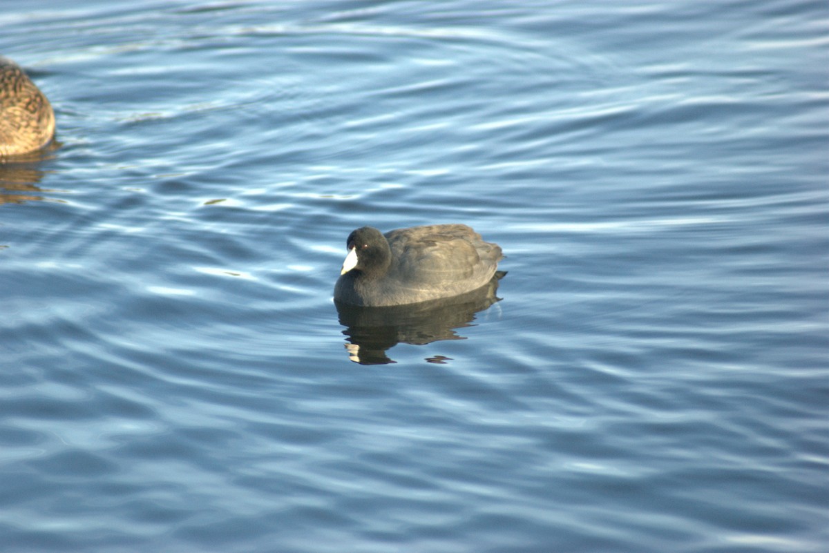 American Coot - ML646606835