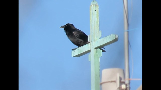 Common Raven - ML646606836