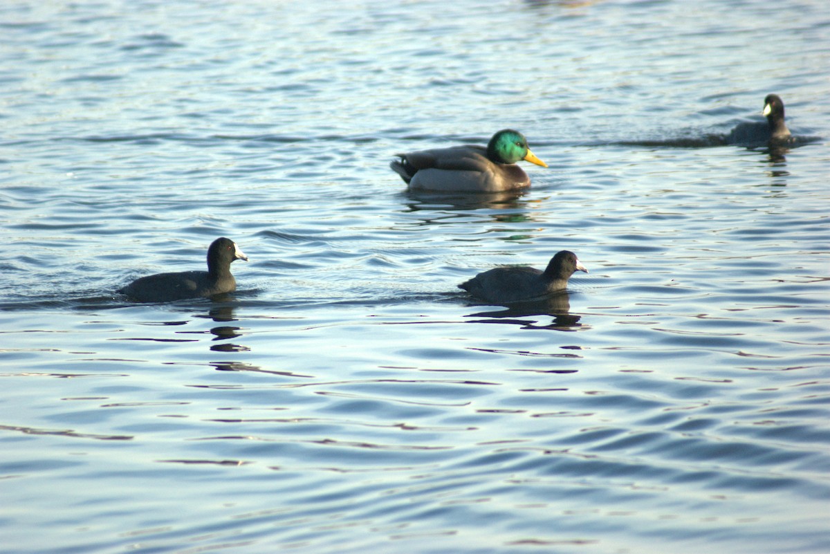 American Coot - ML646606837