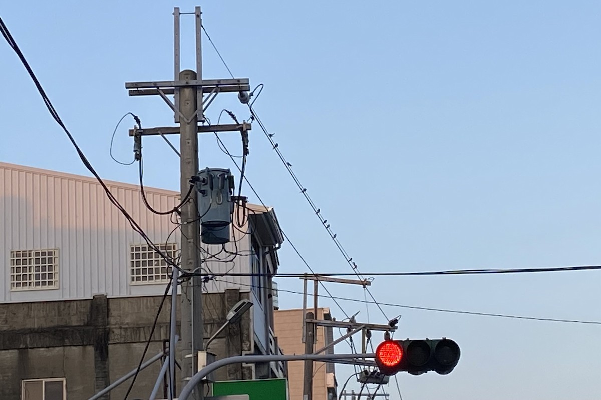 Яванская майна - ML646606838