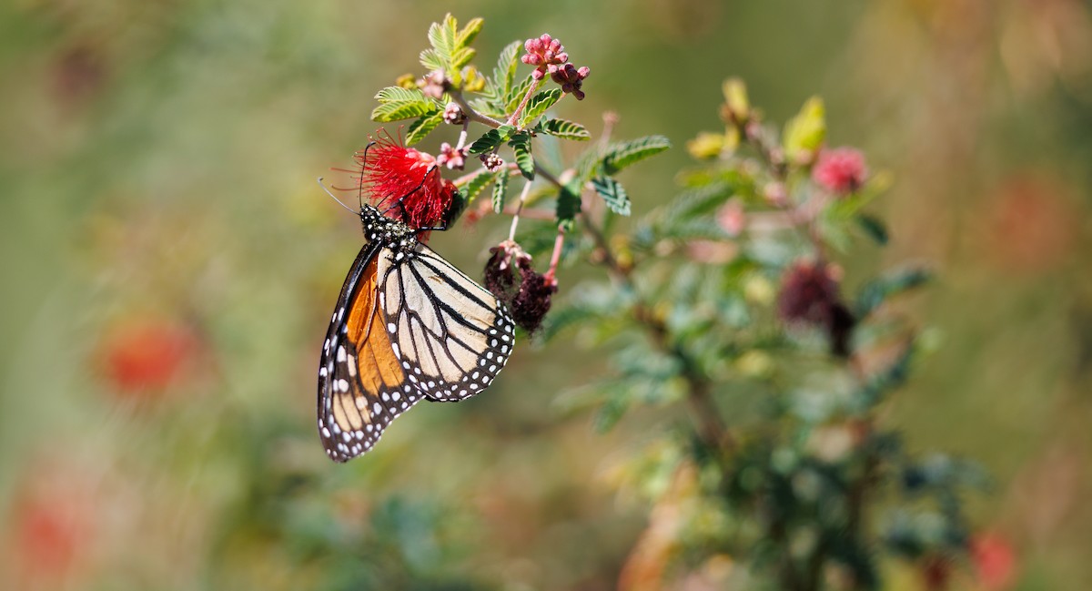 Monarch - ML646606839