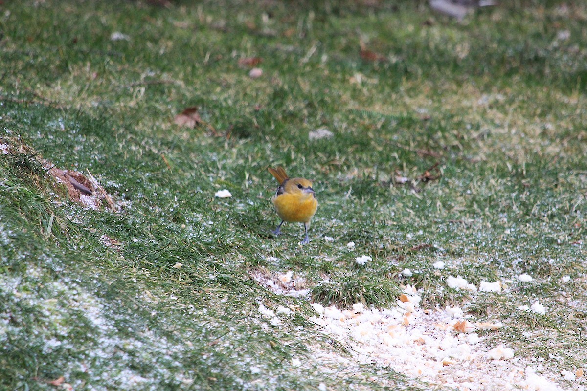 Baltimore Oriole - ML646606840