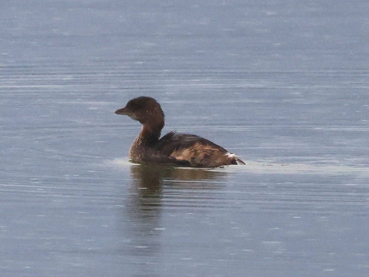 Pied-billed Grebe - ML646606841