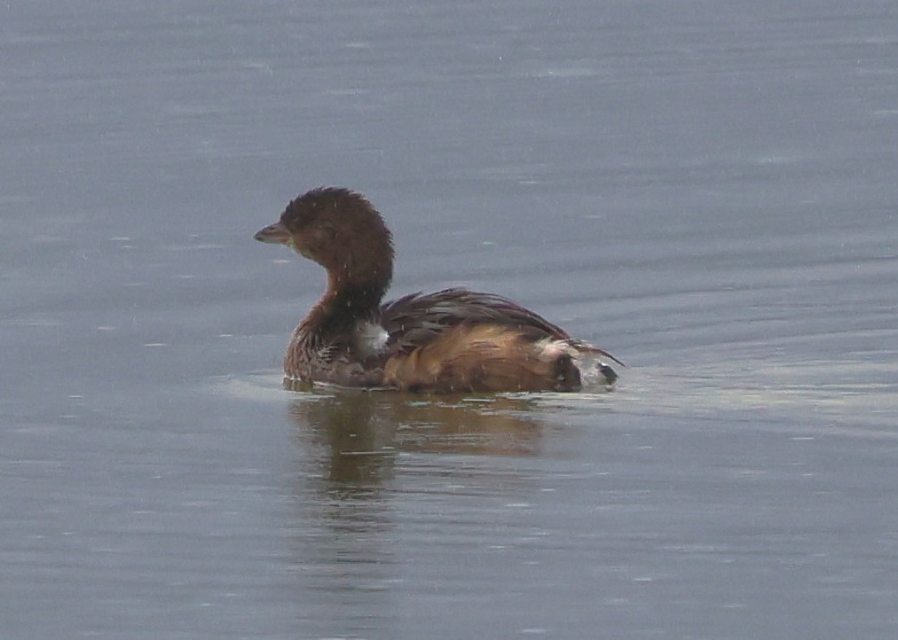Pied-billed Grebe - ML646606842