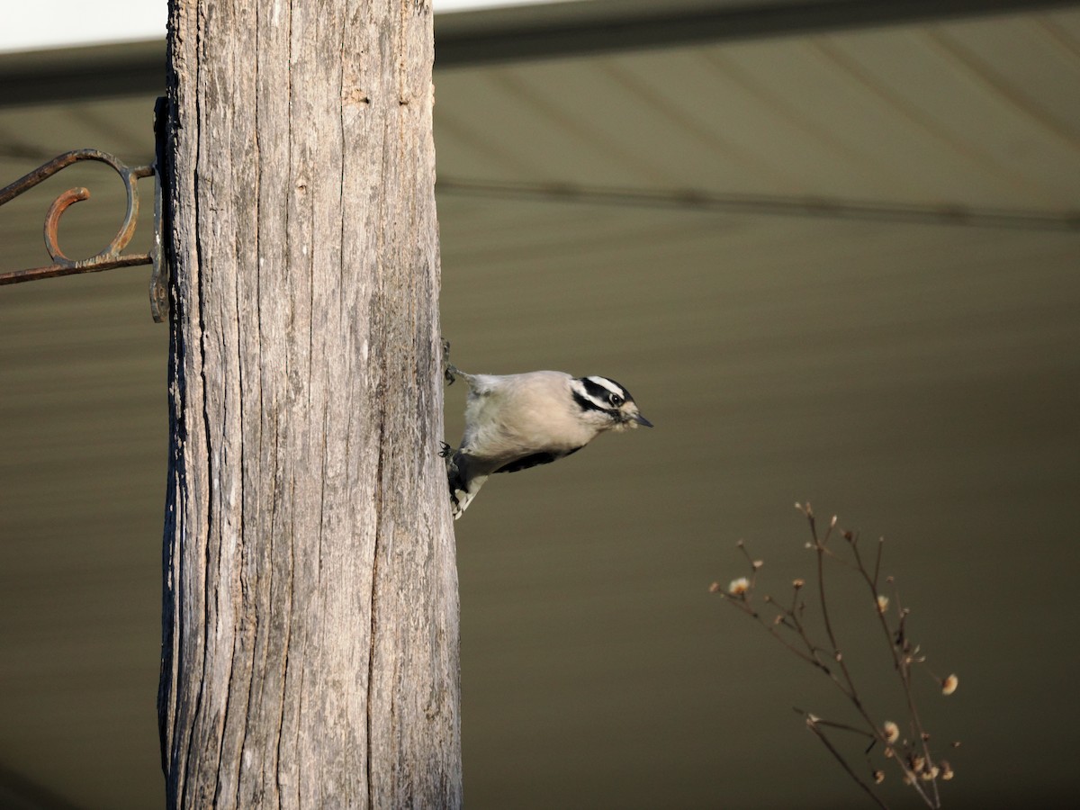 Downy Woodpecker - ML646606845