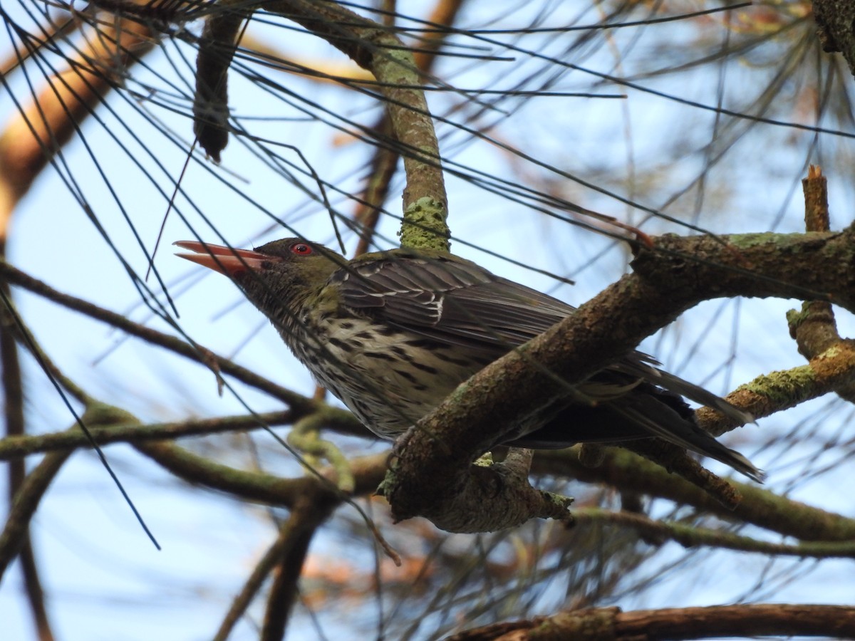 Olive-backed Oriole - ML646606846