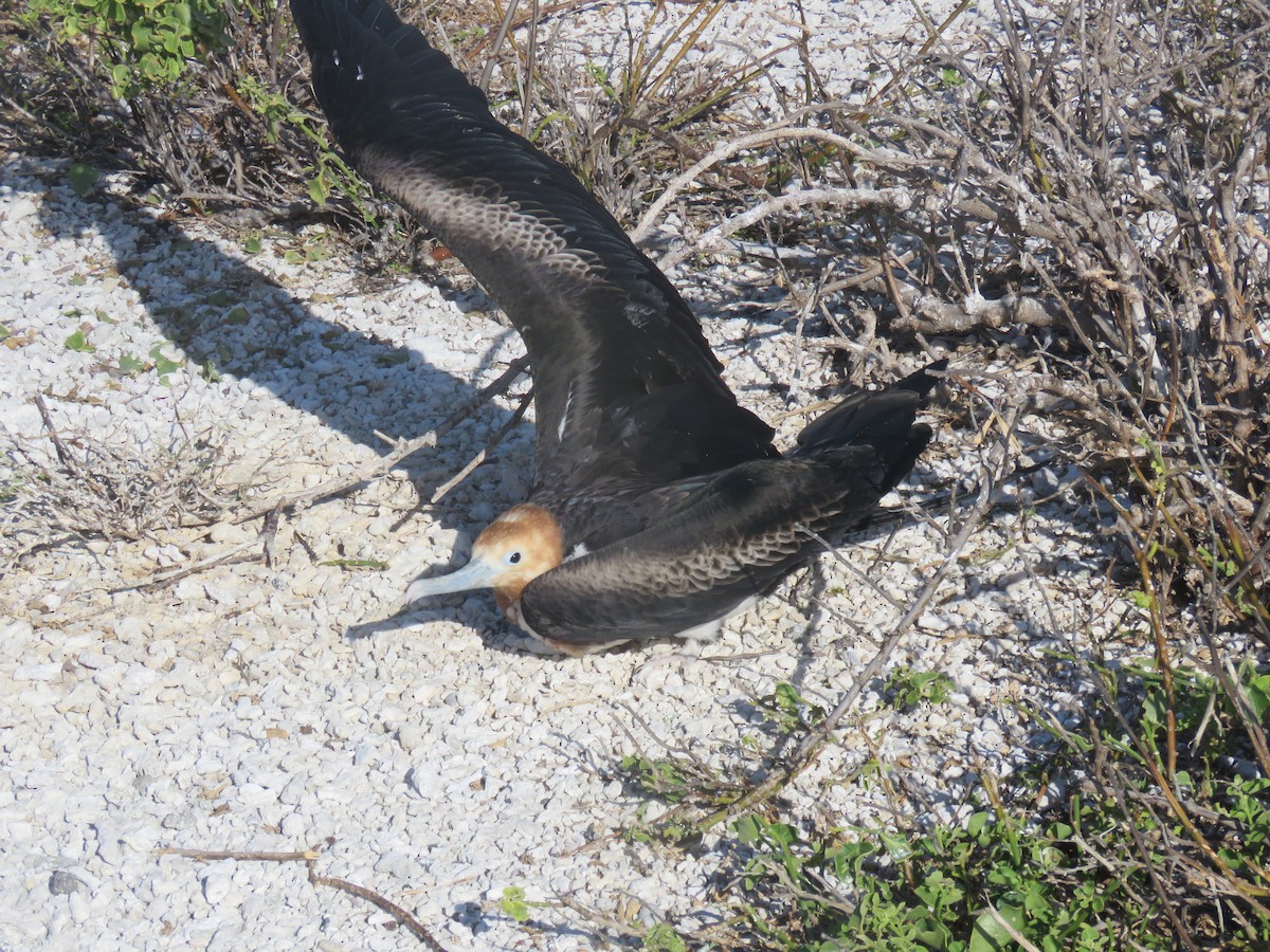Great Frigatebird - ML646606848