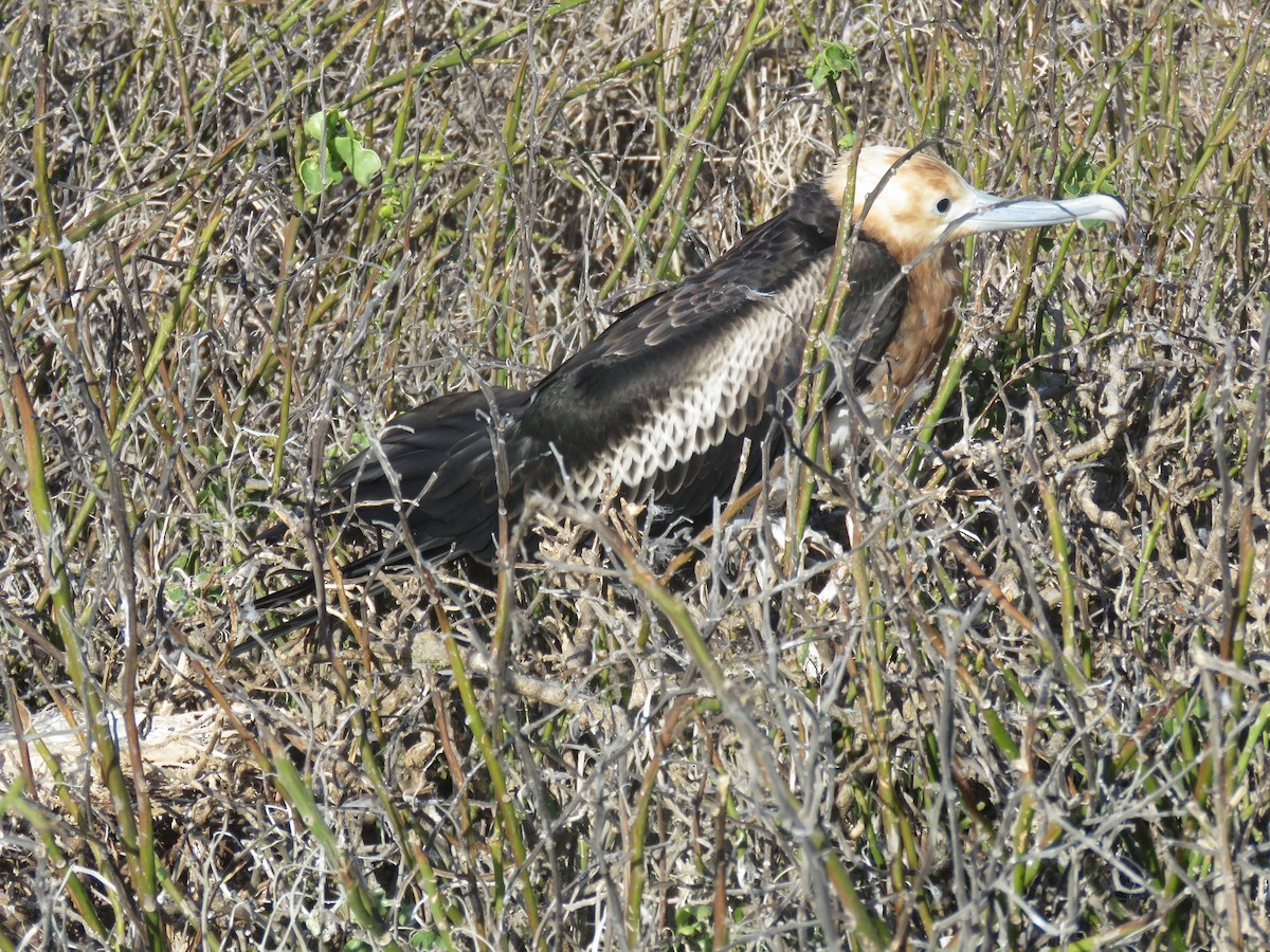 Great Frigatebird - ML646606852
