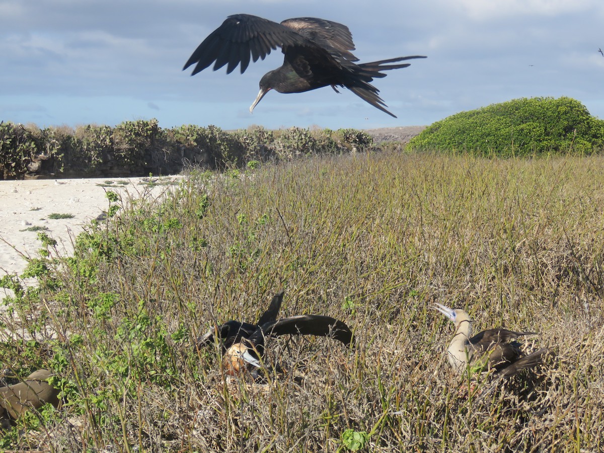 Great Frigatebird - ML646606853