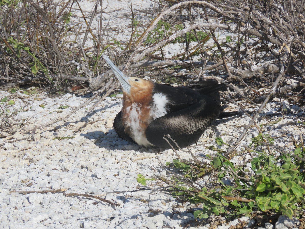 Great Frigatebird - ML646606854