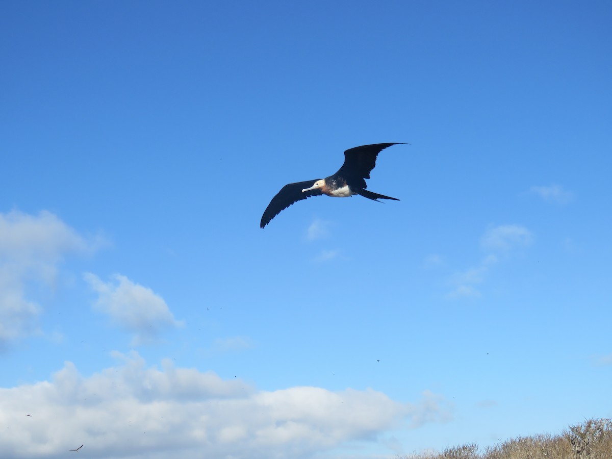 Great Frigatebird - ML646606855