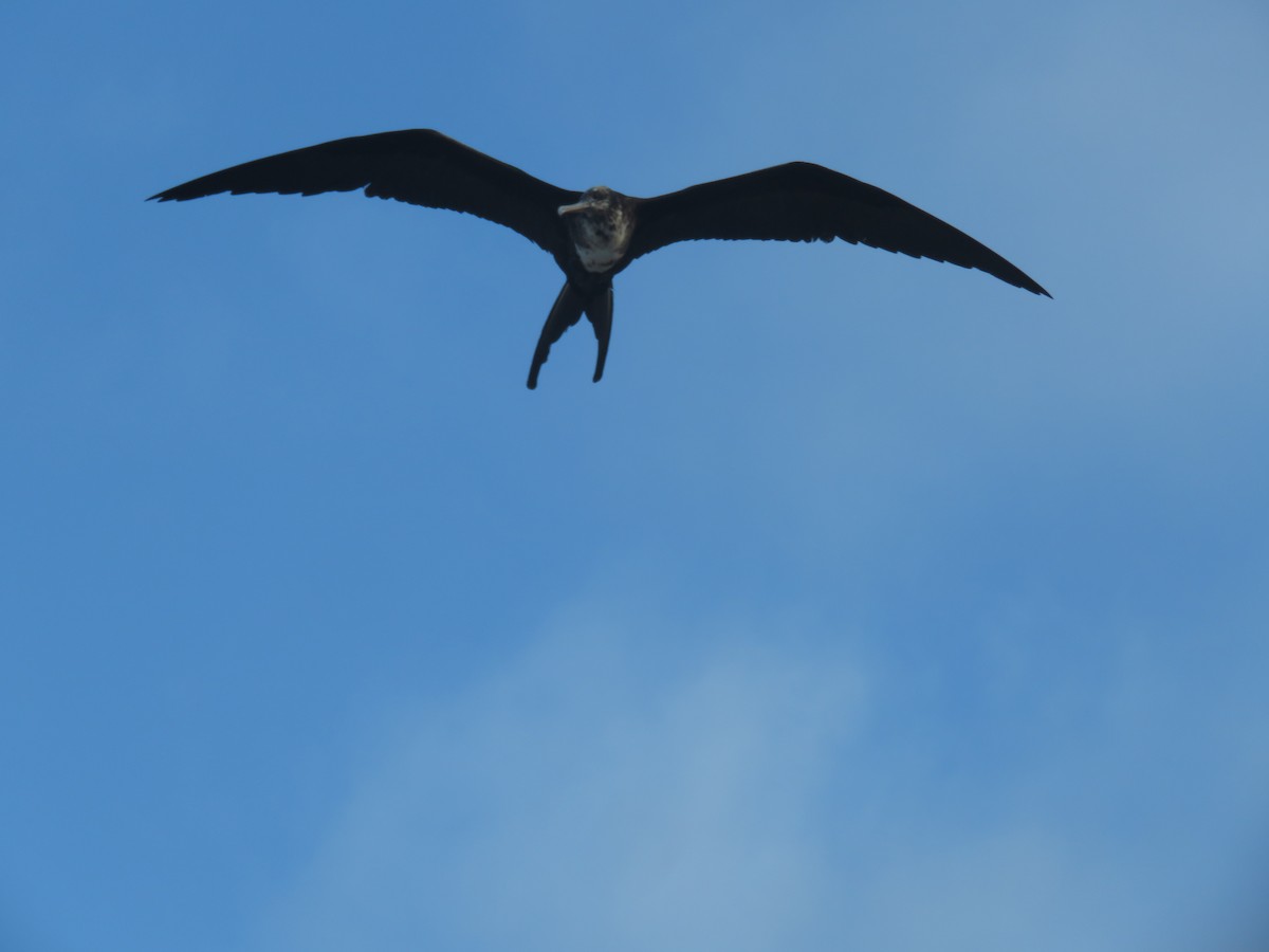 Great Frigatebird - ML646606856