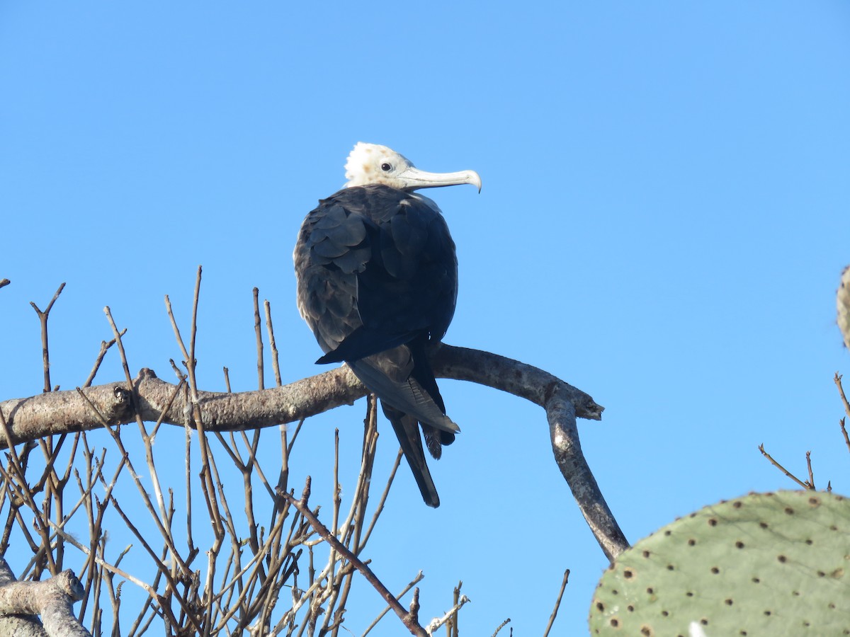 Great Frigatebird - ML646606857