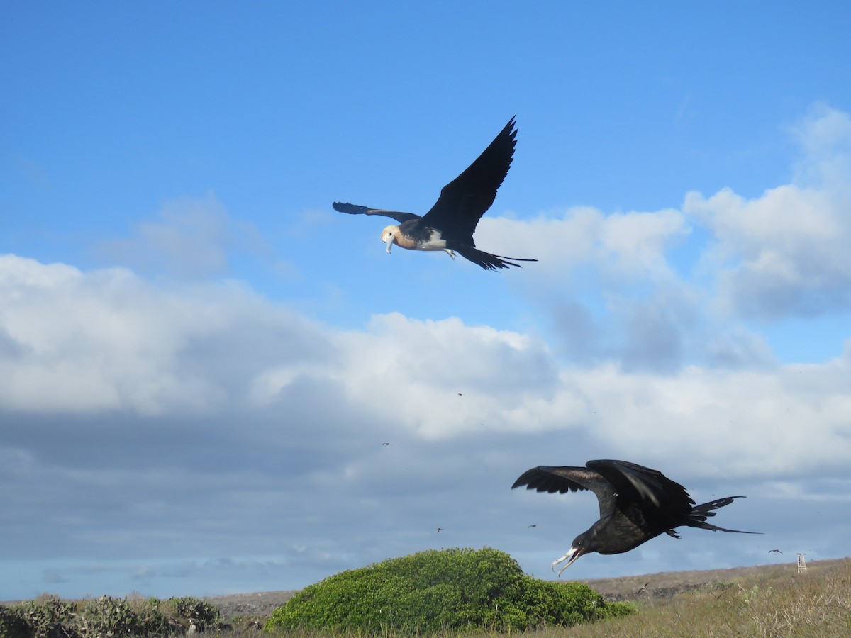 Great Frigatebird - ML646606858