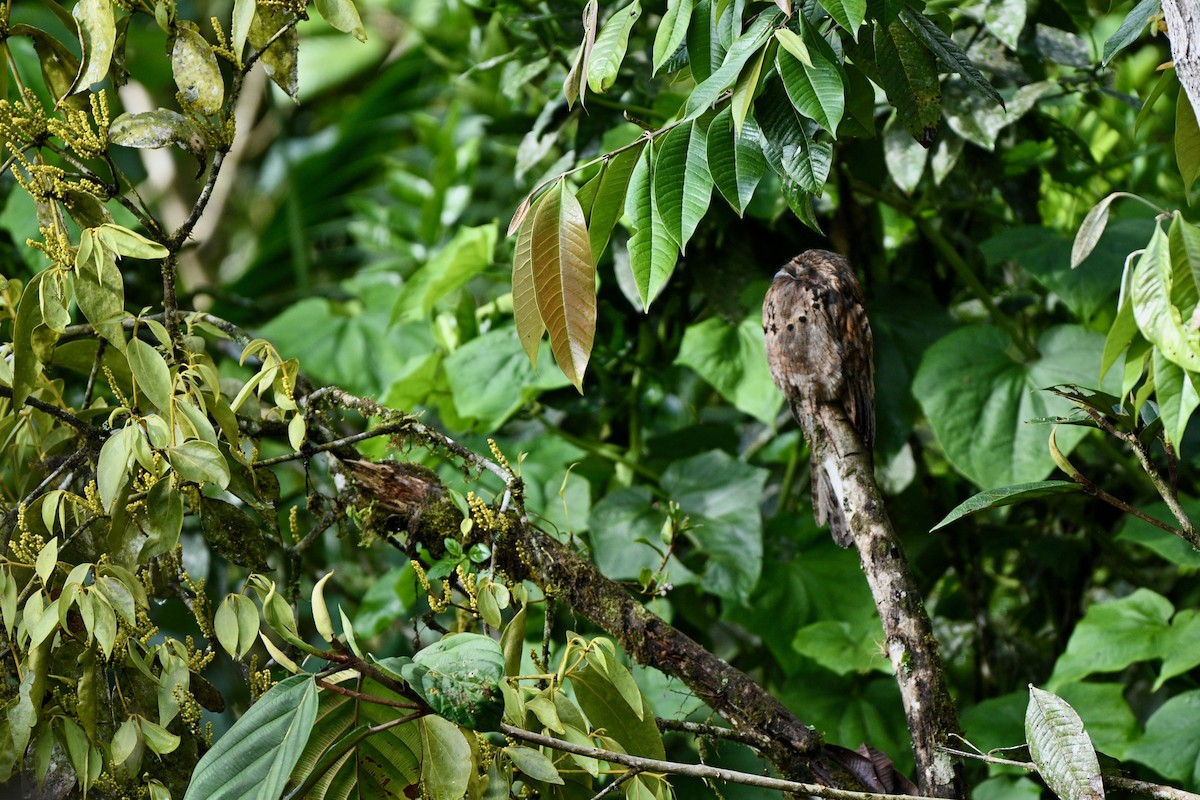 Common Potoo - ML646606859
