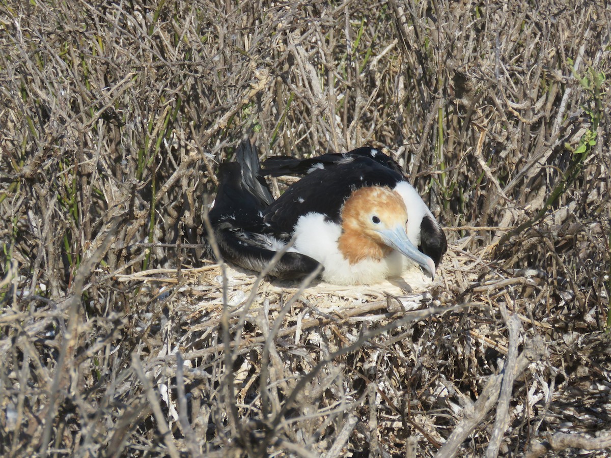 Great Frigatebird - ML646606864