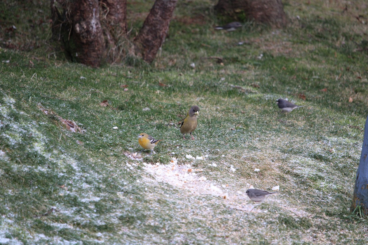 Baltimore Oriole - ML646606865