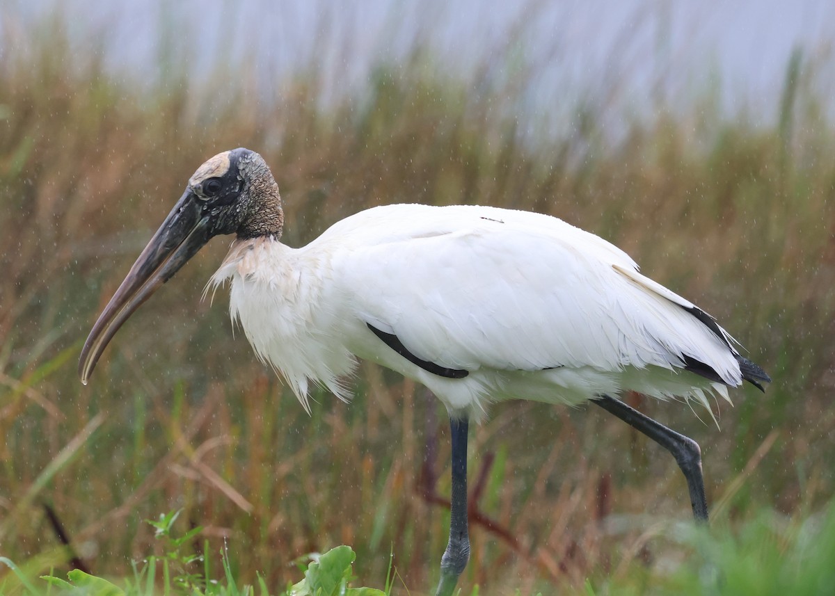 Wood Stork - ML646606866
