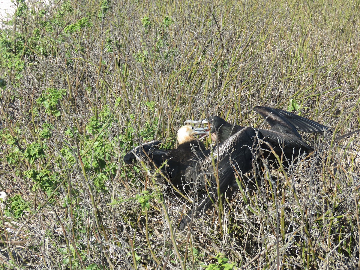 Great Frigatebird - ML646606868