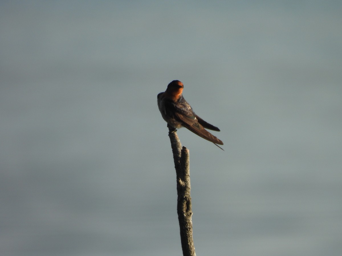 Welcome Swallow - ML646606871