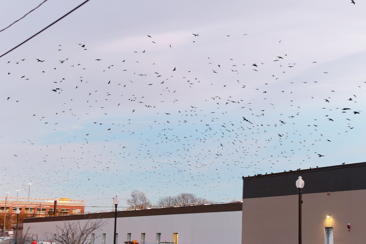 Amerika Kargası - ML646606877