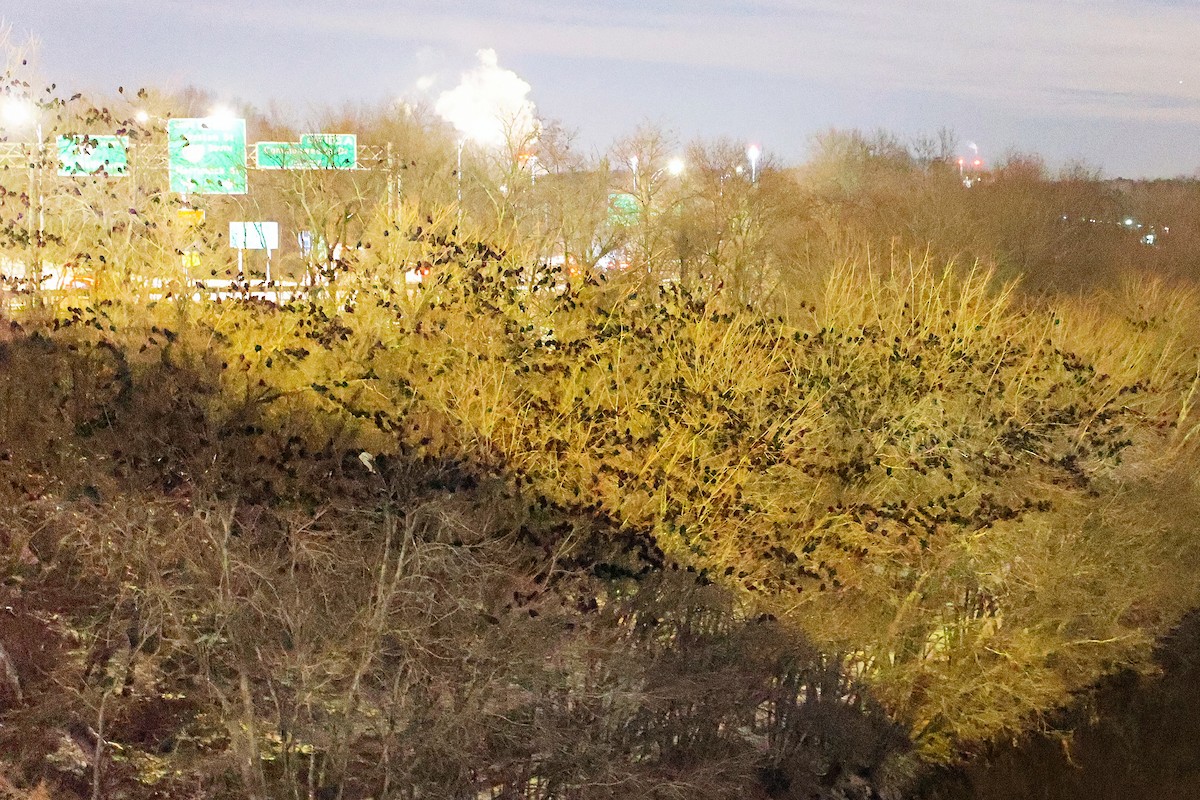 Amerika Kargası - ML646606879