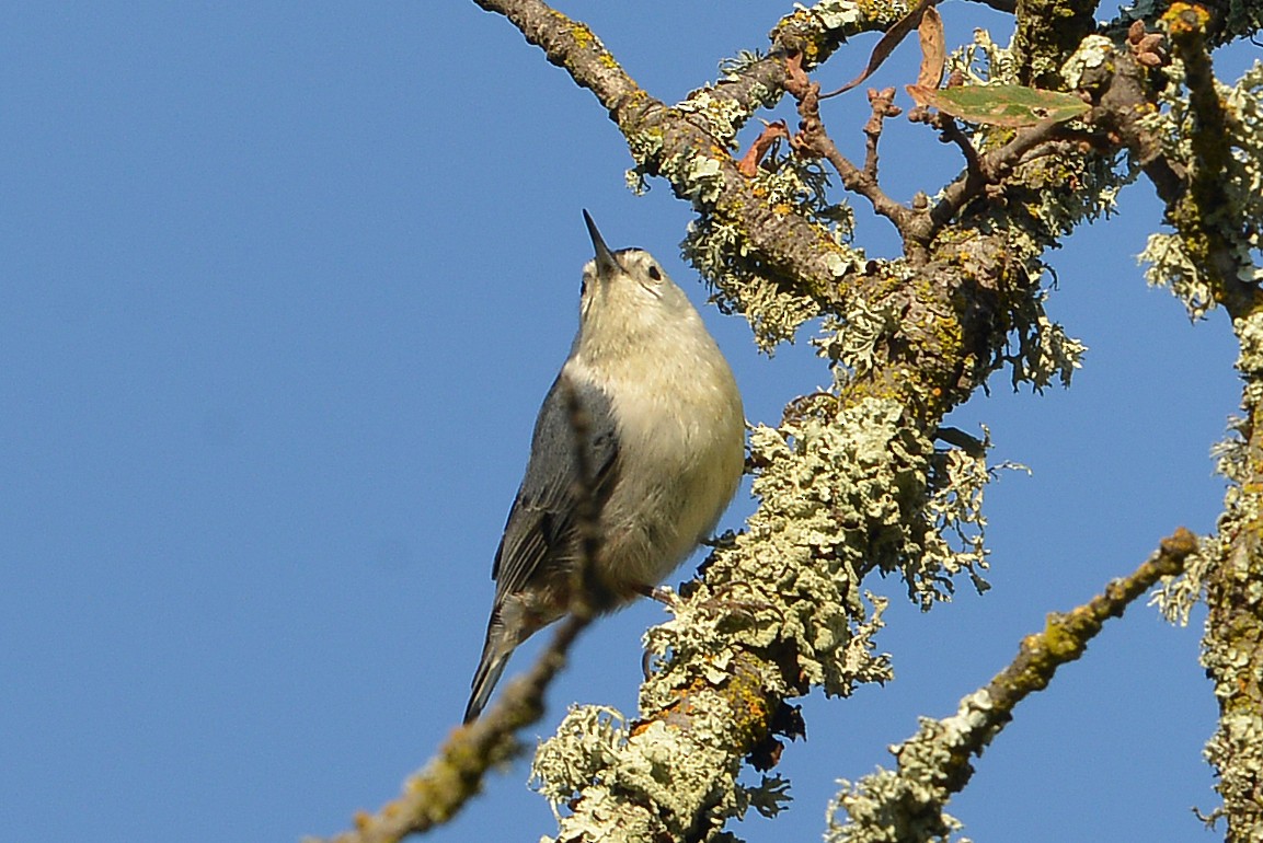 White-breasted Nuthatch - ML646606880