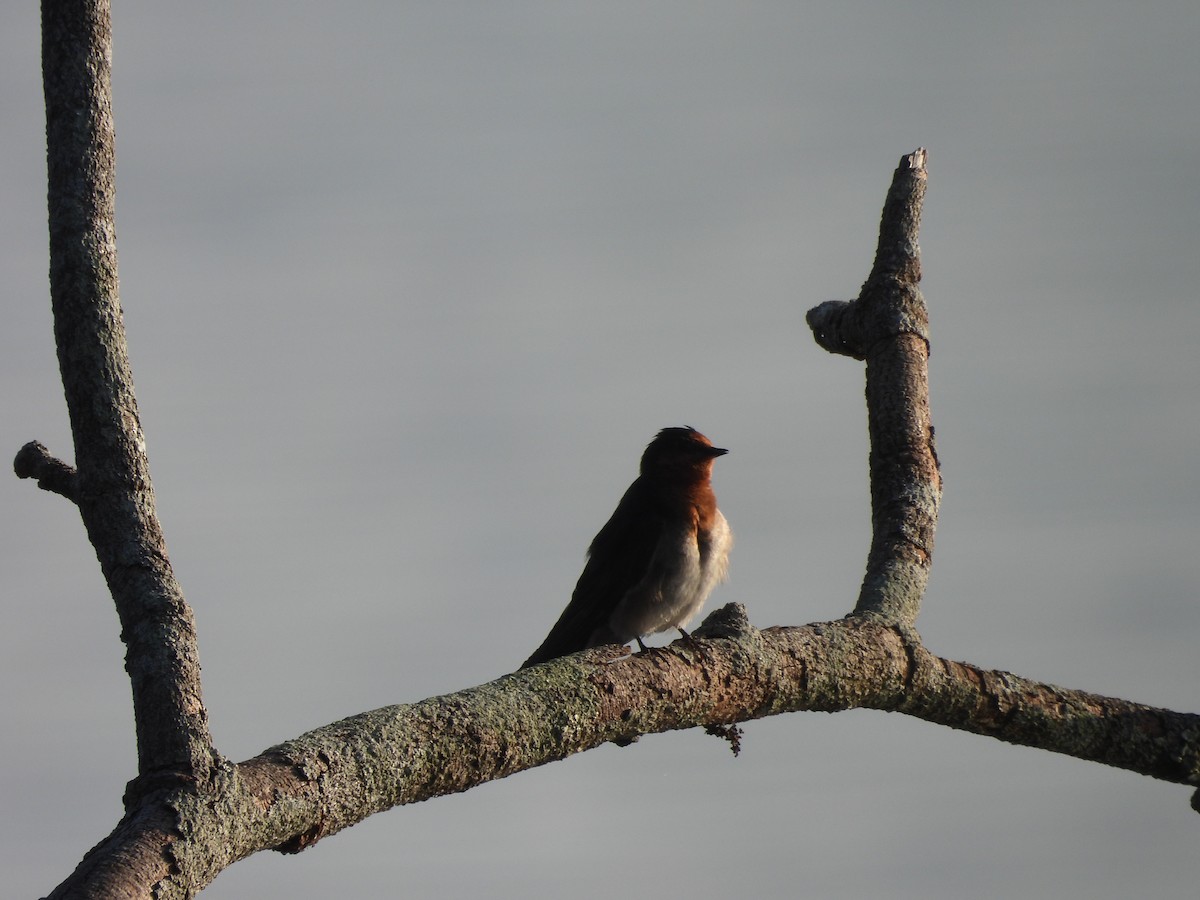 Welcome Swallow - ML646606883