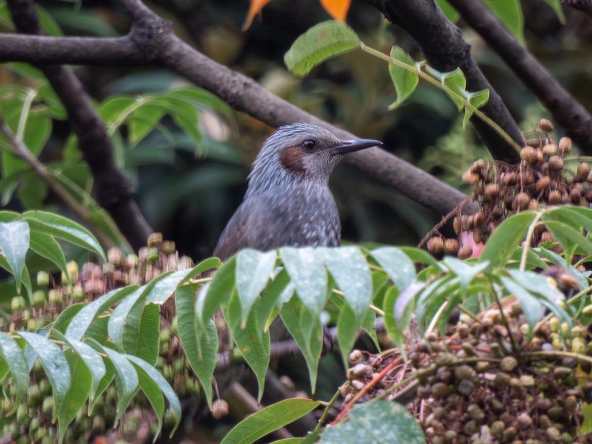 brunørebylbyl - ML646606887