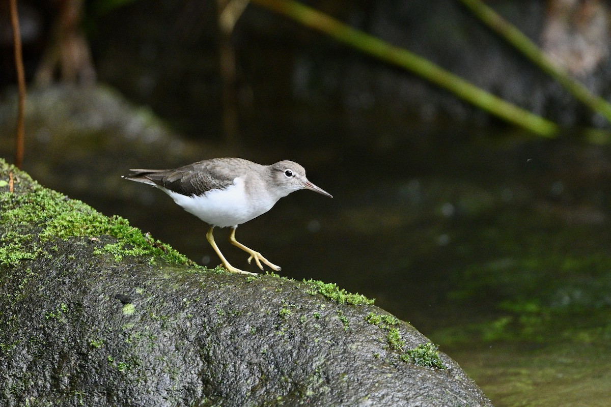ביצנית נקודה - ML646606892