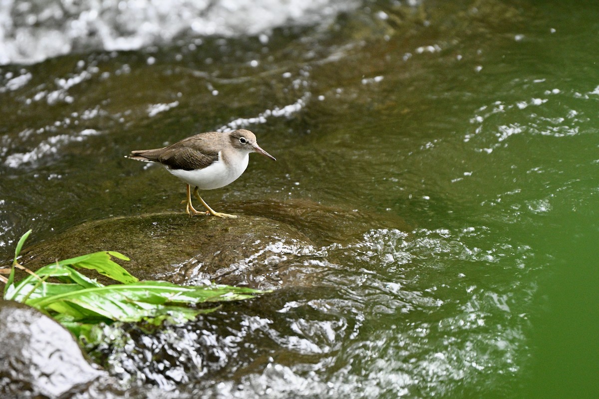 ביצנית נקודה - ML646606893