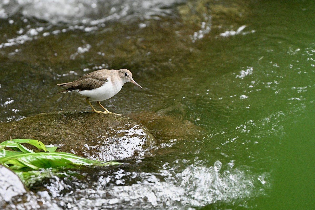 ביצנית נקודה - ML646606894