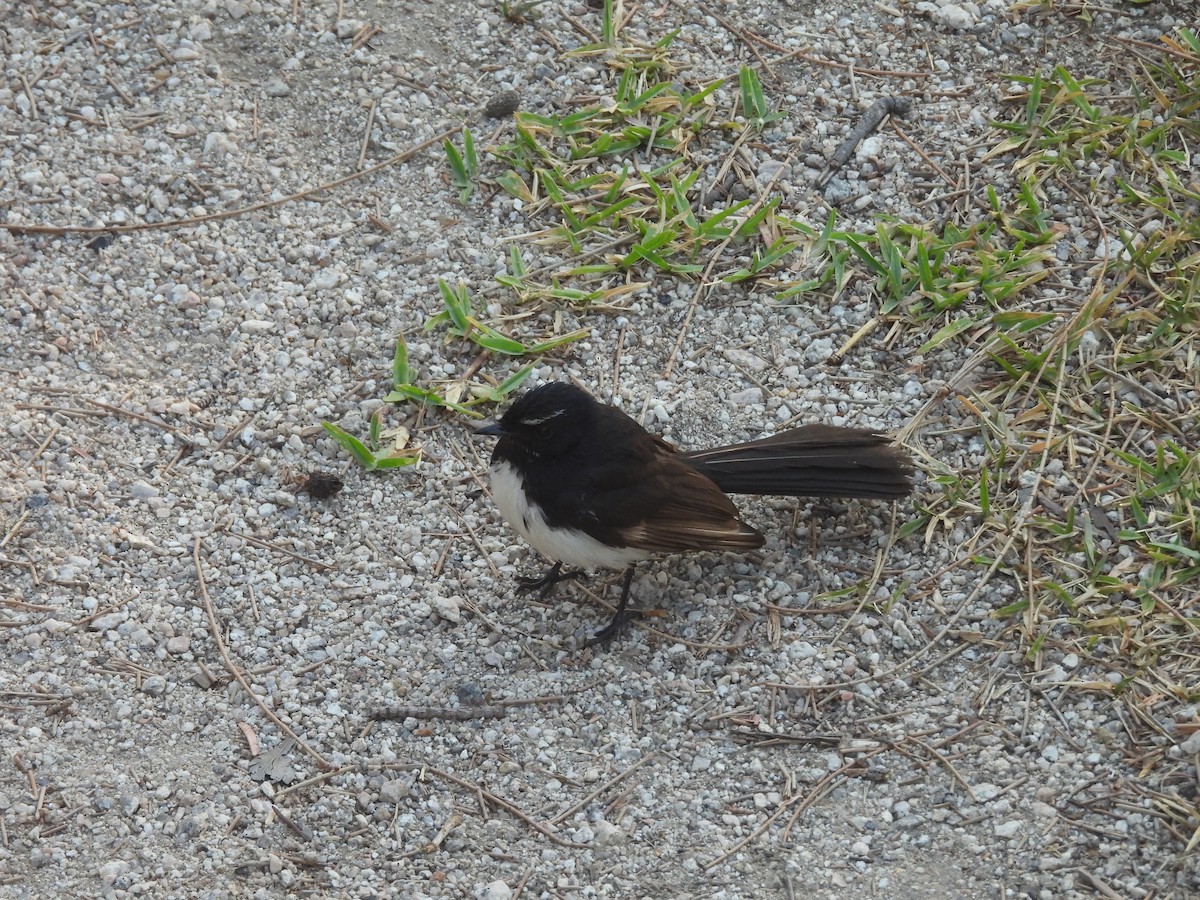 Willie-wagtail - ML646606896