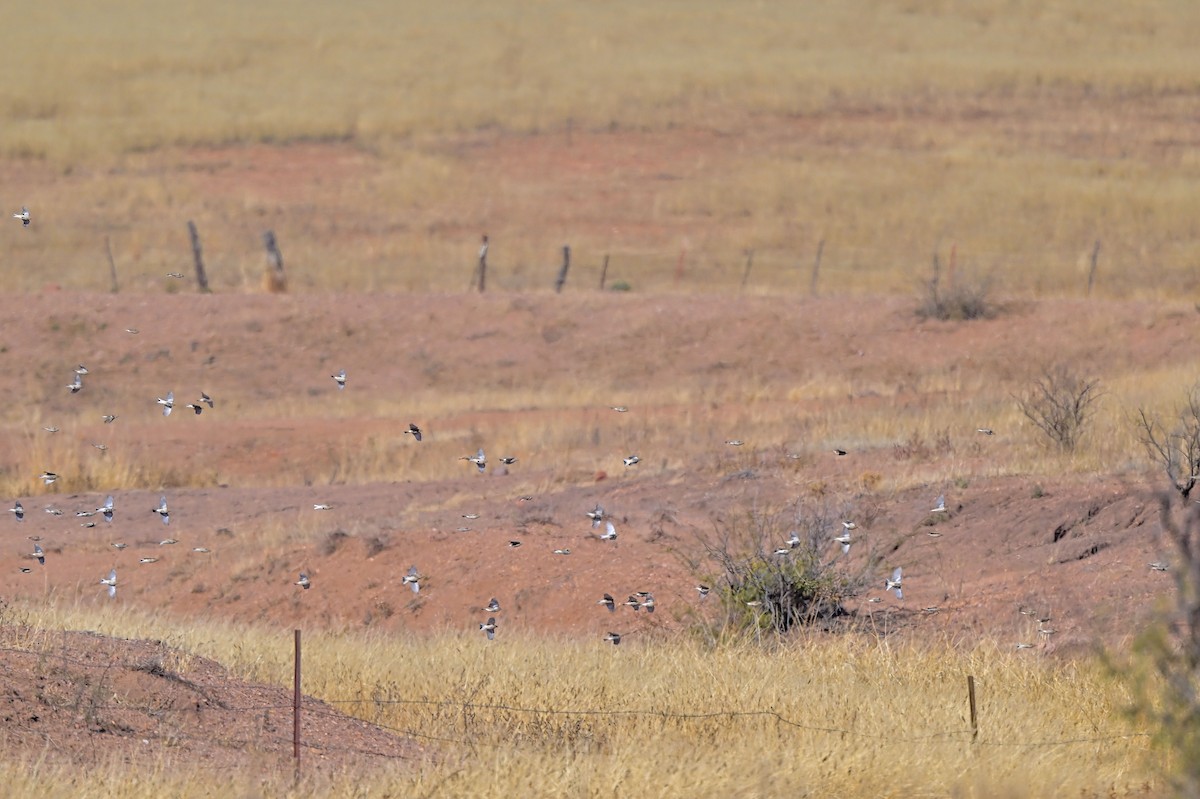 アカエリツメナガホオジロ - ML646606898