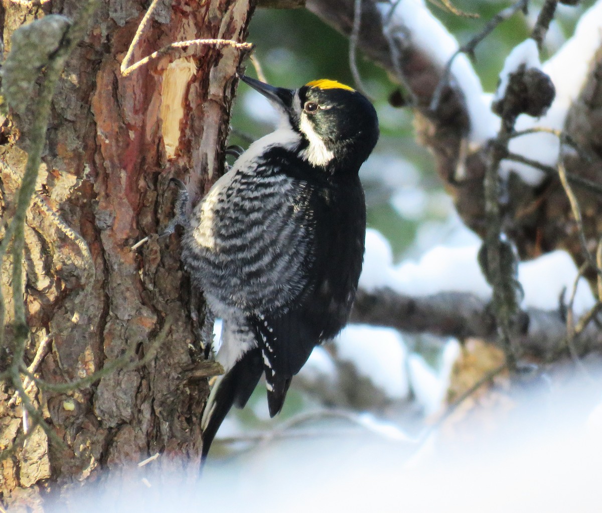 Black-backed Woodpecker - ML646606900