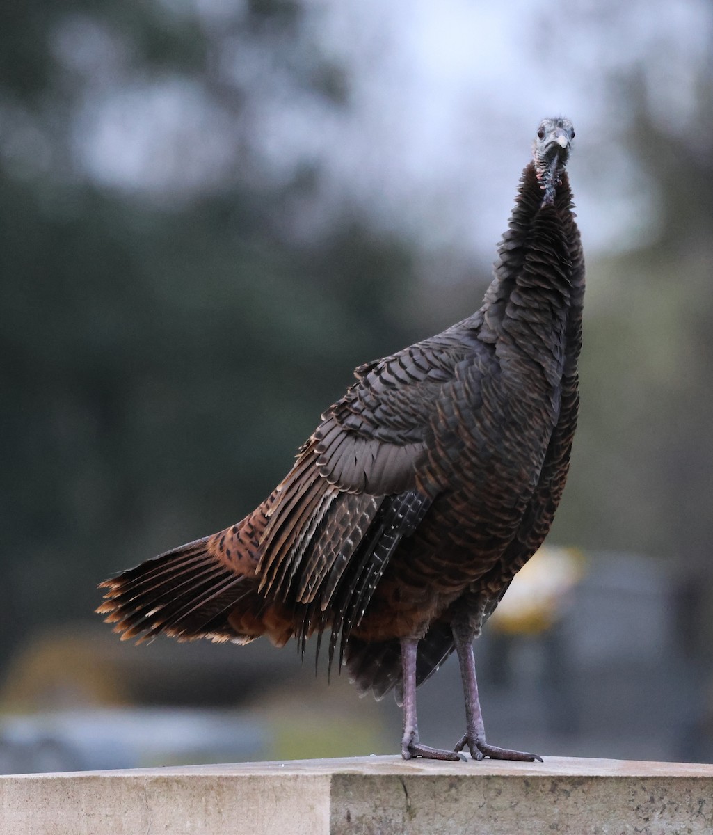 Wild Turkey - ML646606902