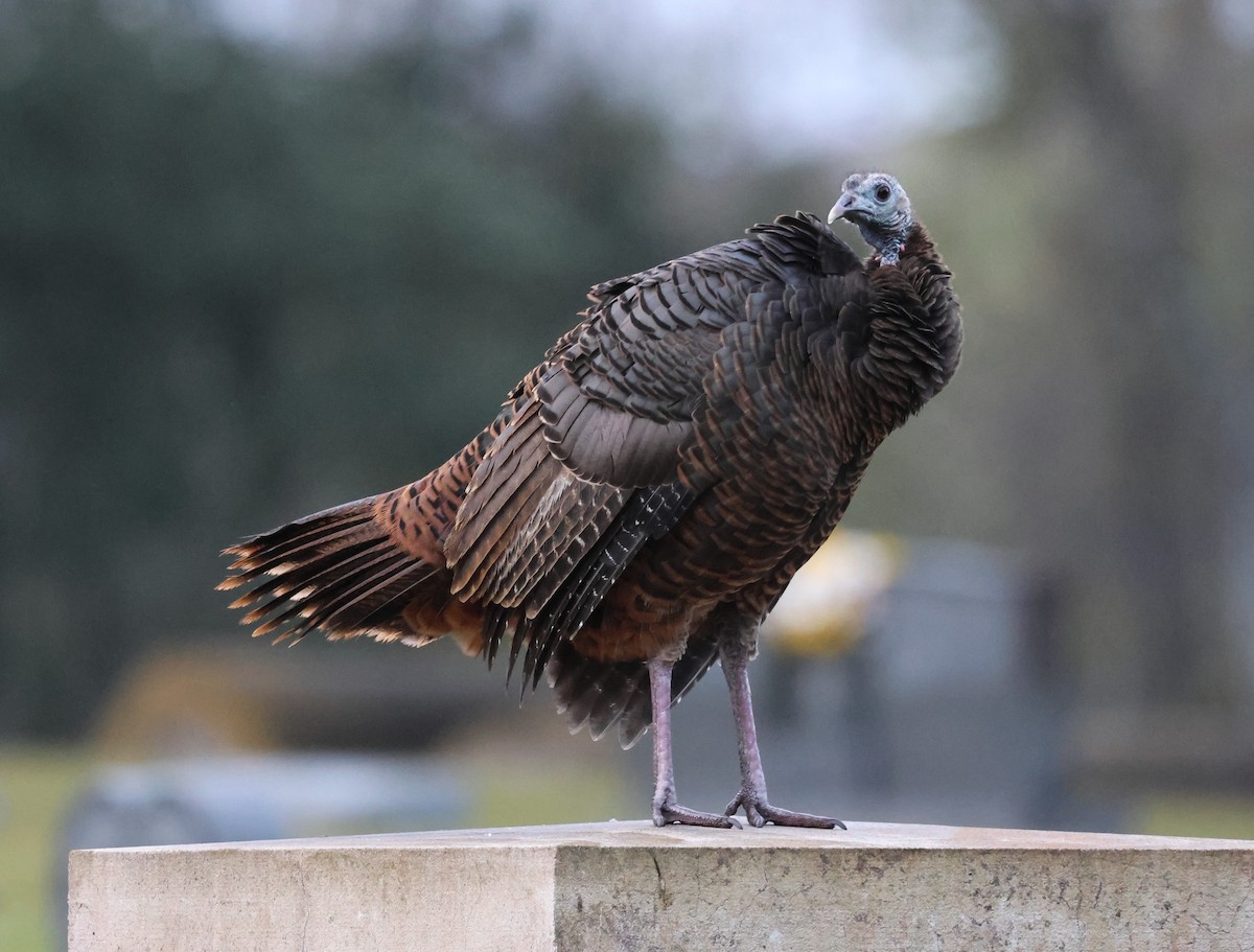 Wild Turkey - ML646606903