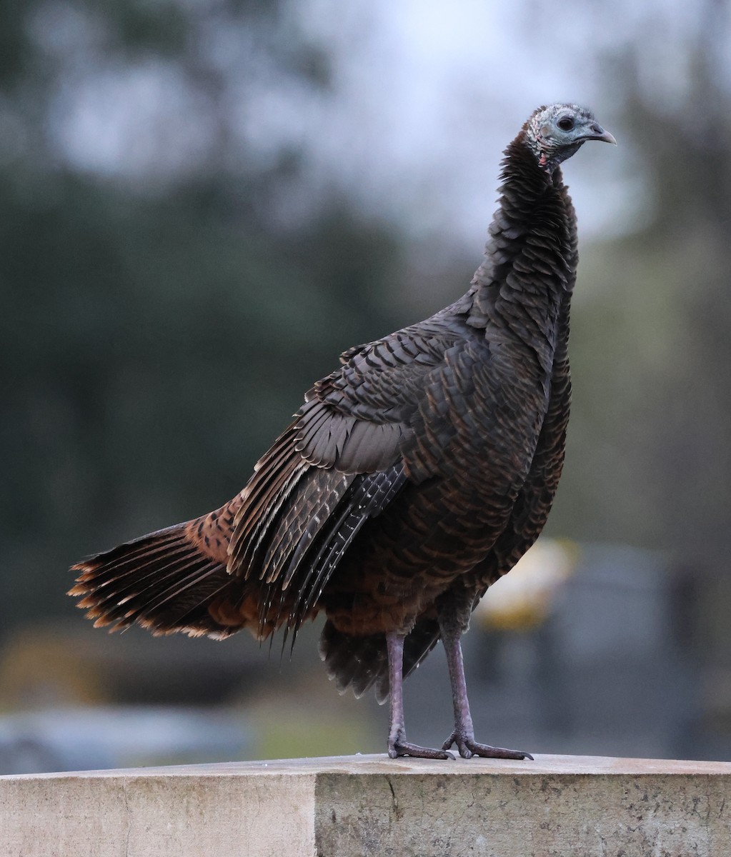 Wild Turkey - ML646606904