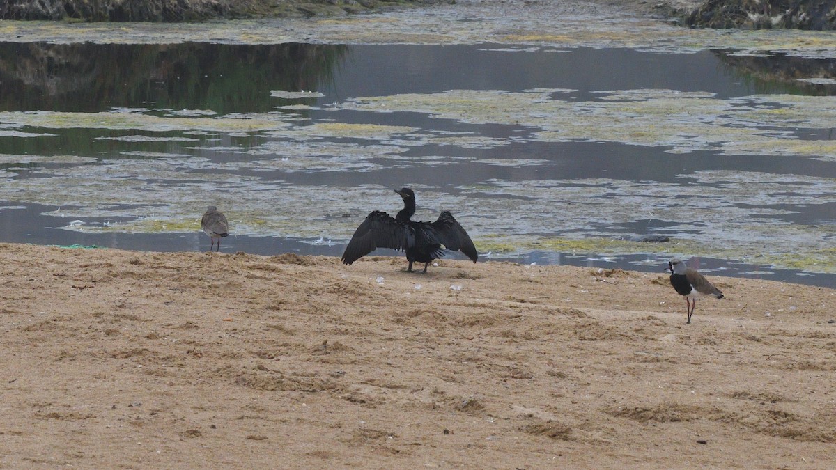 Neotropic Cormorant - ML646606905